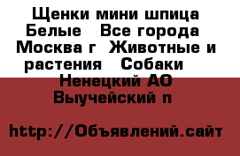 Щенки мини шпица Белые - Все города, Москва г. Животные и растения » Собаки   . Ненецкий АО,Выучейский п.